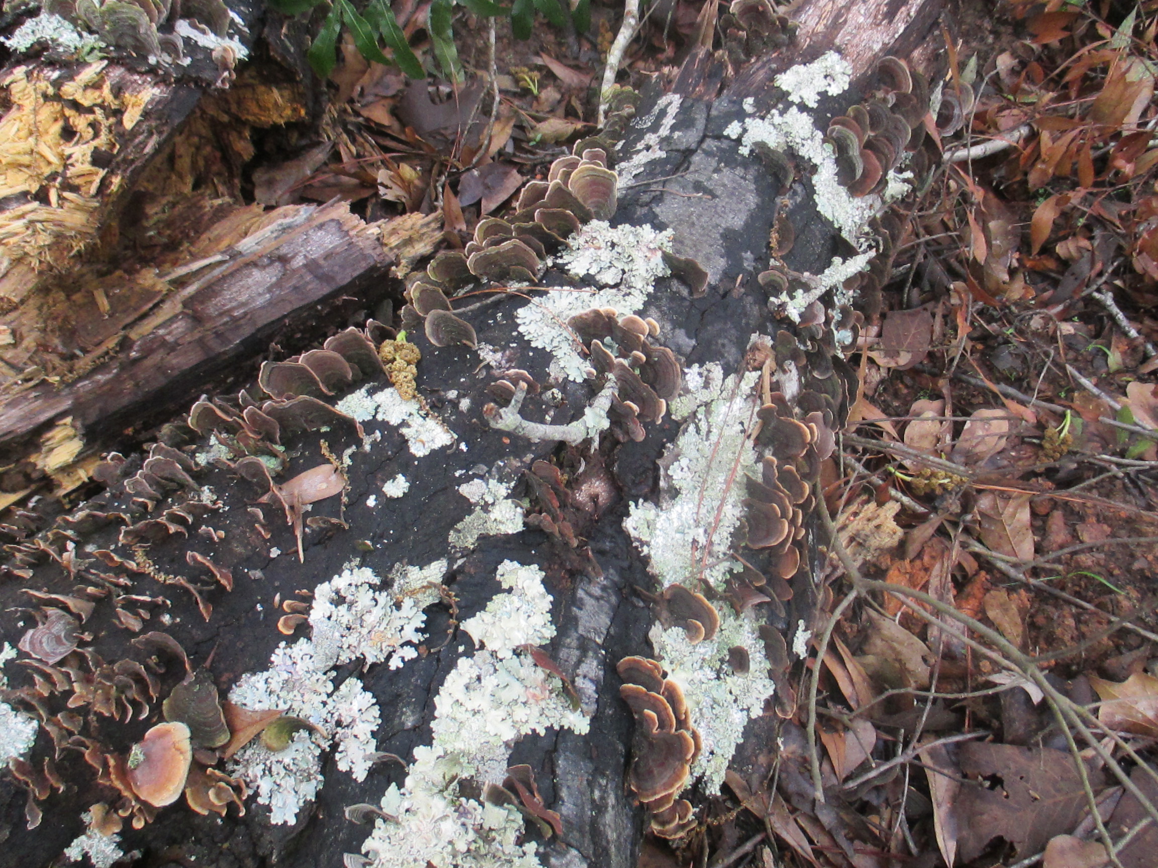 Ruddyburn